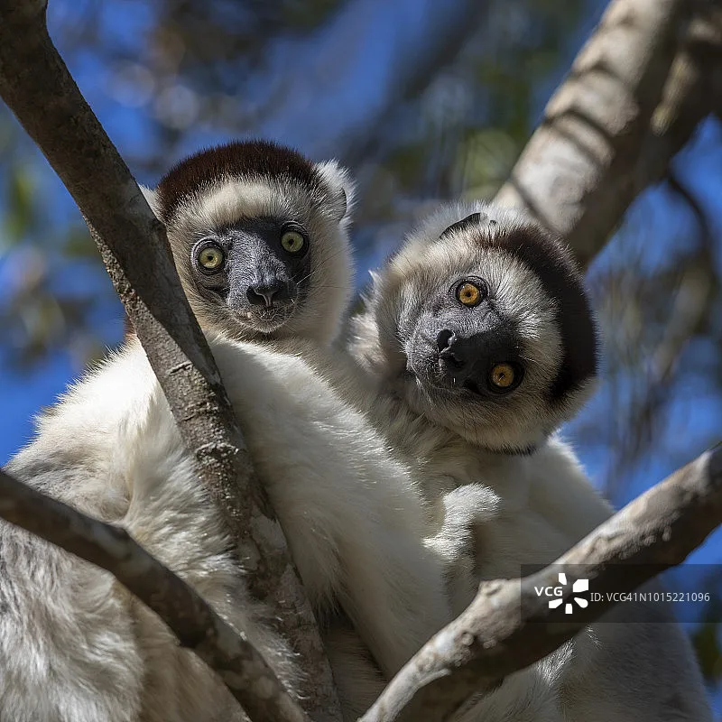 Emax Simonk Esc 12A…