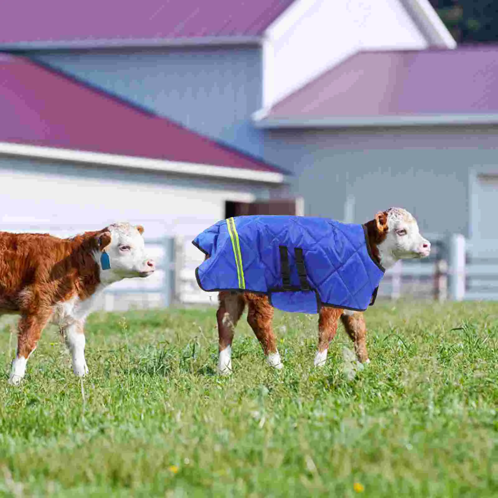 Coperta in pile Gilet per polpacci Abbigliamento caldo Cappotto di agnello principale Protezione per la pancia blu Mucca da donna