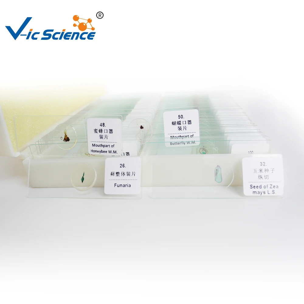 100pcs Parasitology Prepared Slides
