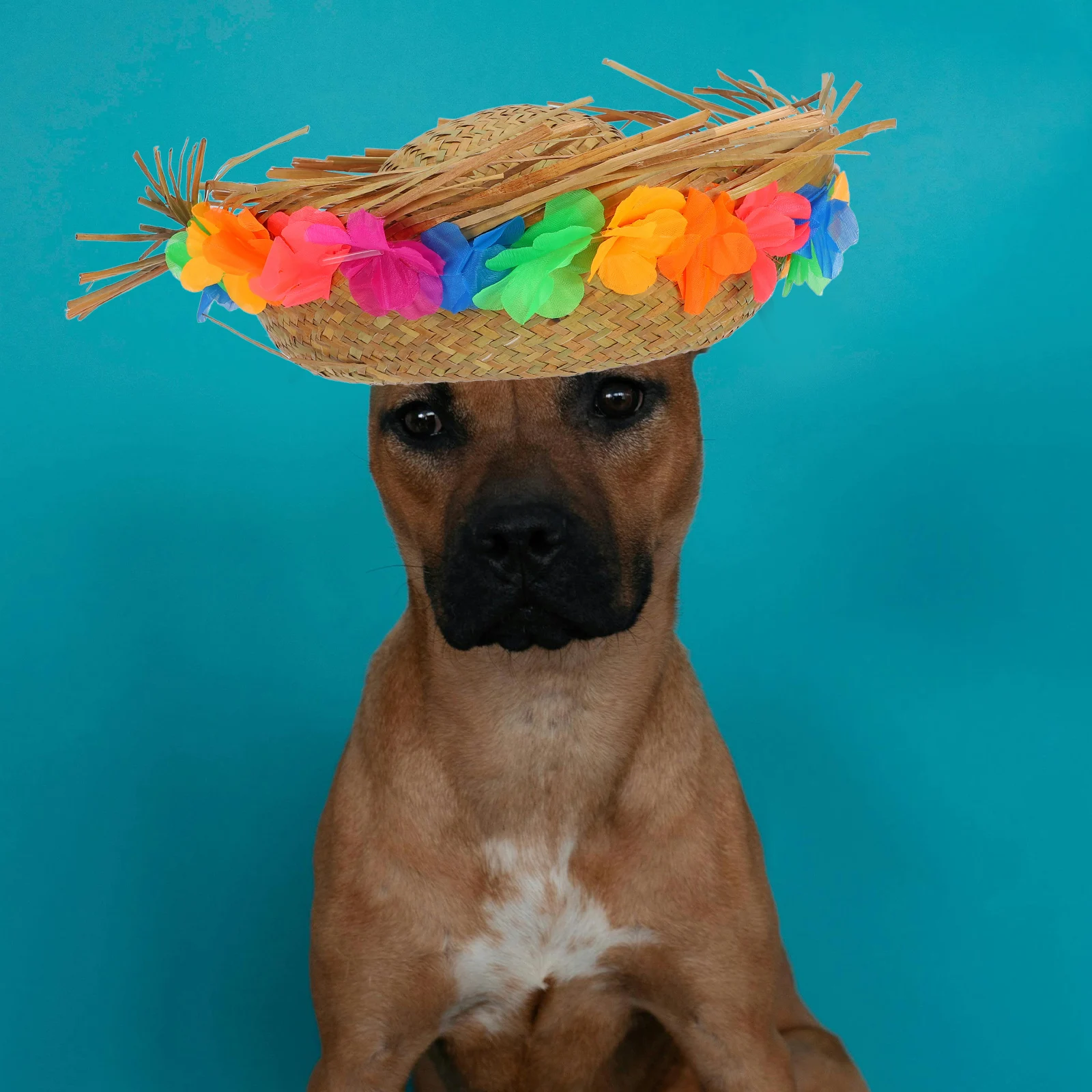 

Pet Straw Hat Handmade Woven Cloth Flower Dog Cosplay Photo Prop Headgear Party Favor Mini Beach Ornaments Pet Costume Cool