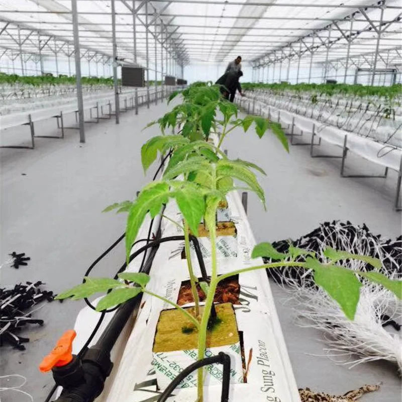 

Customized greenhousePlastic Film Greenhouse for Tomato Chili Cucumber Eggplant Pepper Planting Hydroponic