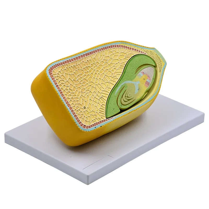 

Maize kernel model structure plant cell detachable seed microscopic enlargement teaching aid germ endosperm botany