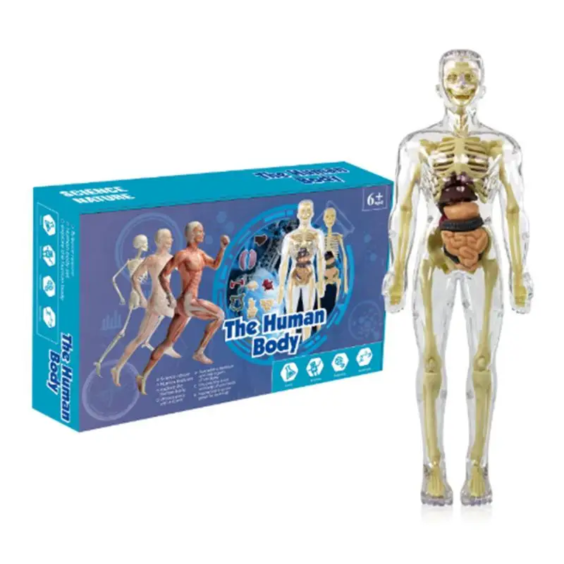 Brinquedos interativos do corpo humano para crianças, anatomia do tronco, figura modelo posable, ferramenta didática, 14 anos