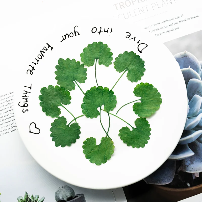 24 Stück, gepresste Mazus-Blumen, DIY-Materialien für getrocknete Blumen, gefärbte grüne Blätter für Scrapbooking, Kunstharzdekoration, Heimdekoration. – Detail 3