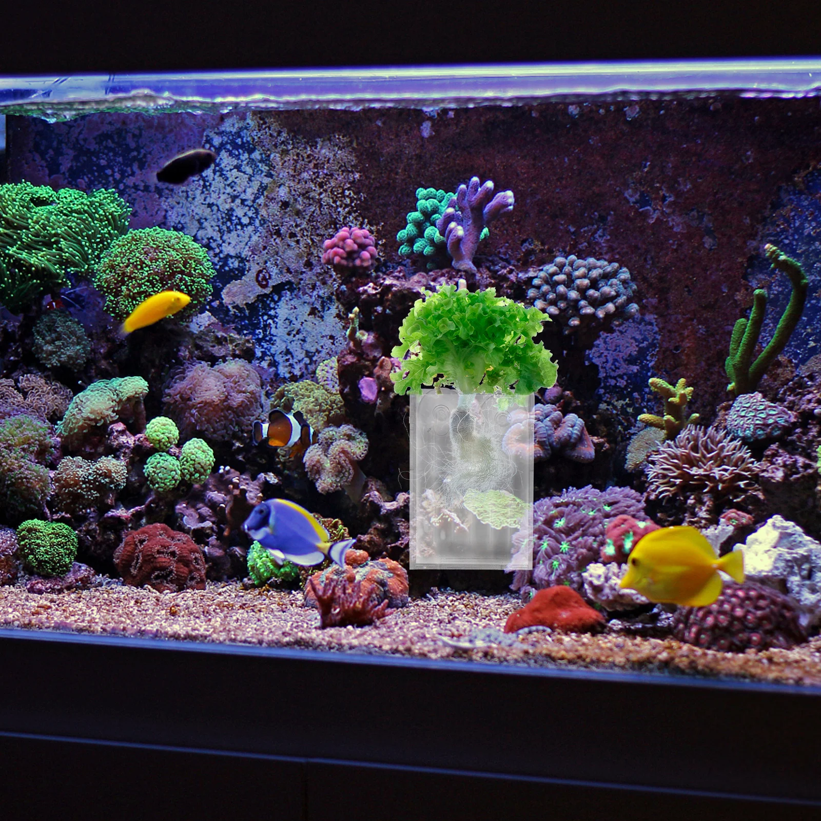 

Aquatic Holder With Suction Cups Water Fish Tank Landscape Plant Pot For Fish Tank Mini Plant Container Coral Rack