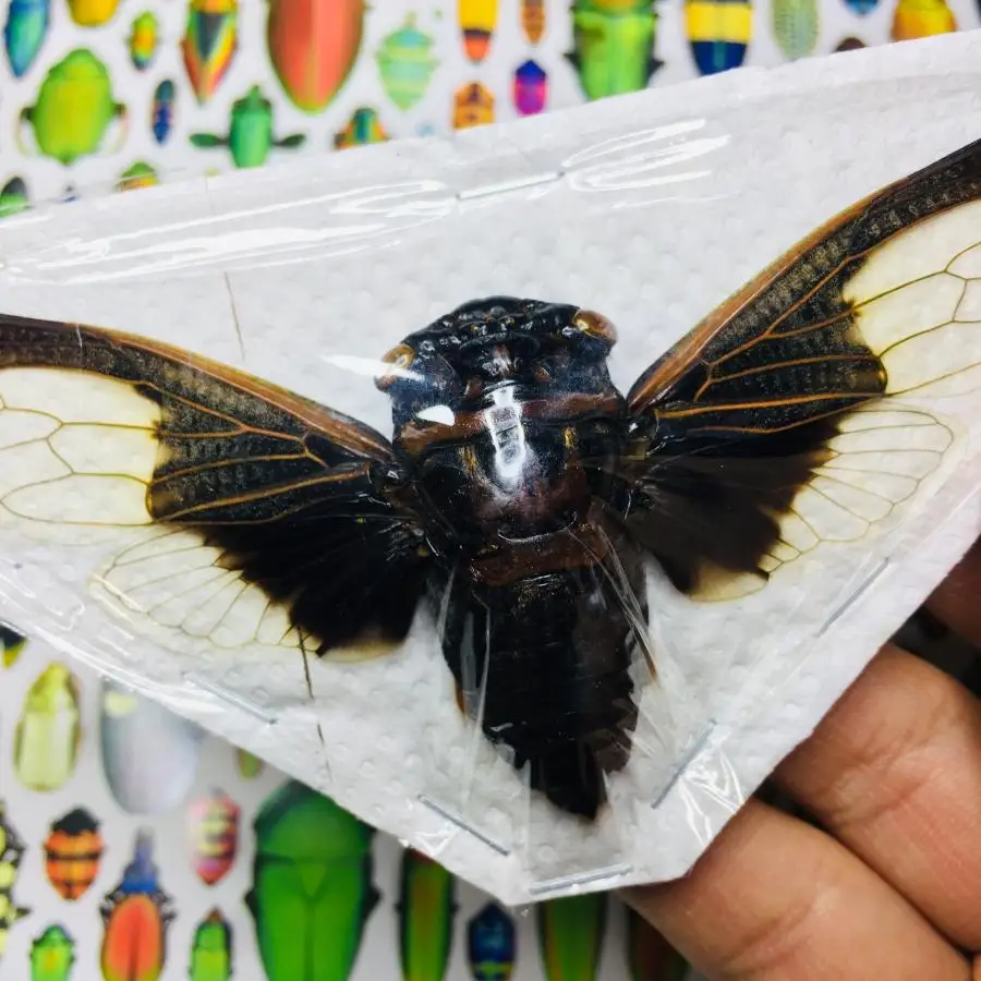 Black and White Cicada Specimens, Cryptotympana Aquila, True Insect, Stunning