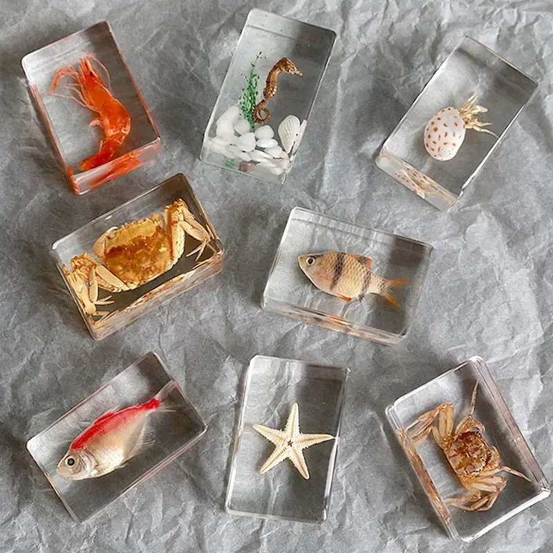 5Pcs a lot  Insect in Resin Specimen Bugs Collection Paperweights Arachnid Resin Spec  decoration  home accessories in random