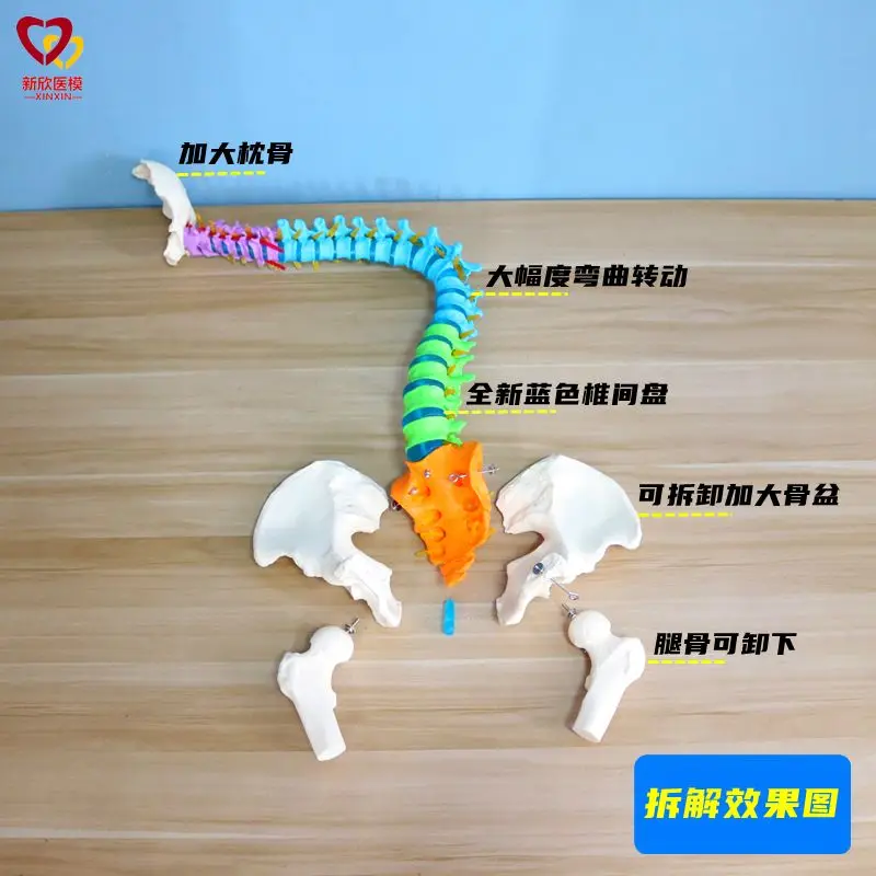 

Модель человеческого позвоночника 1:1, остеопатическая медицина для взрослых, медицинская практика, шейный грудь, поясничный учитель, скелет