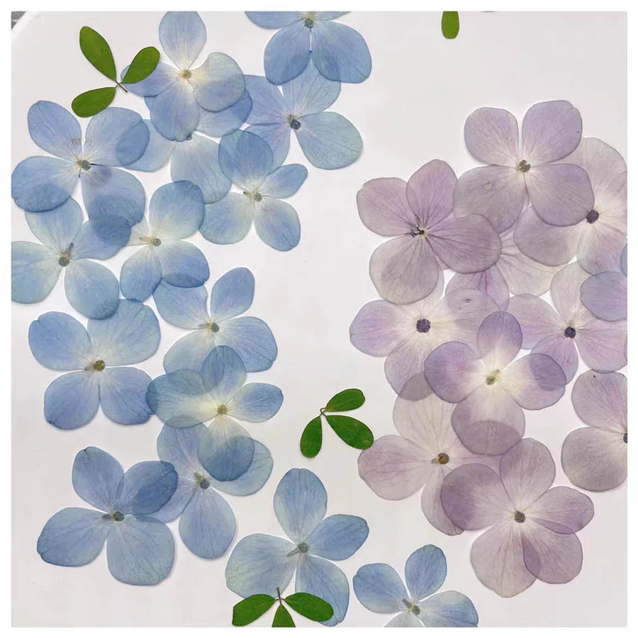 60pcs Pressed Dried Natural Blue/Pink Hydrangea Macrophylla Flower Plants Herbarium For Jewelry Phone Case Bookmark Making