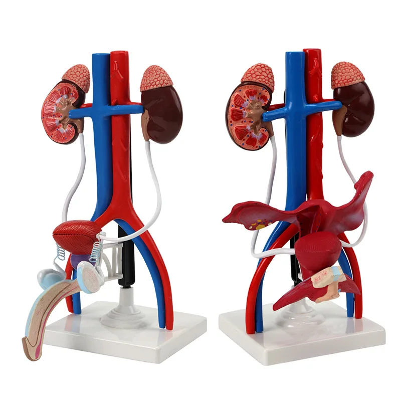 人間の泌尿生殖器系モデル-腎臓の解剖学-膀胱-男性と女性の尿管-生物学教育モデル