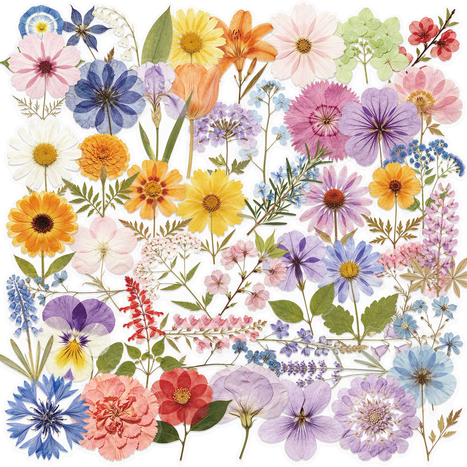 50pcs Plant Flower Specimen Graffiti PET Stickers Decorative Phone Case, Cup, Guitars, Creative Waterproof Festival Gift Decal