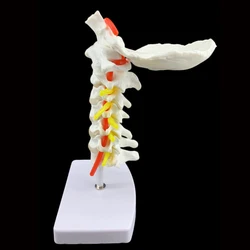 Human Anatomical Model Cervical Vertebra Model Cervical Spine with Neck Artery Occipital Bone Disc and Nerve Model ﻿Dropshipping