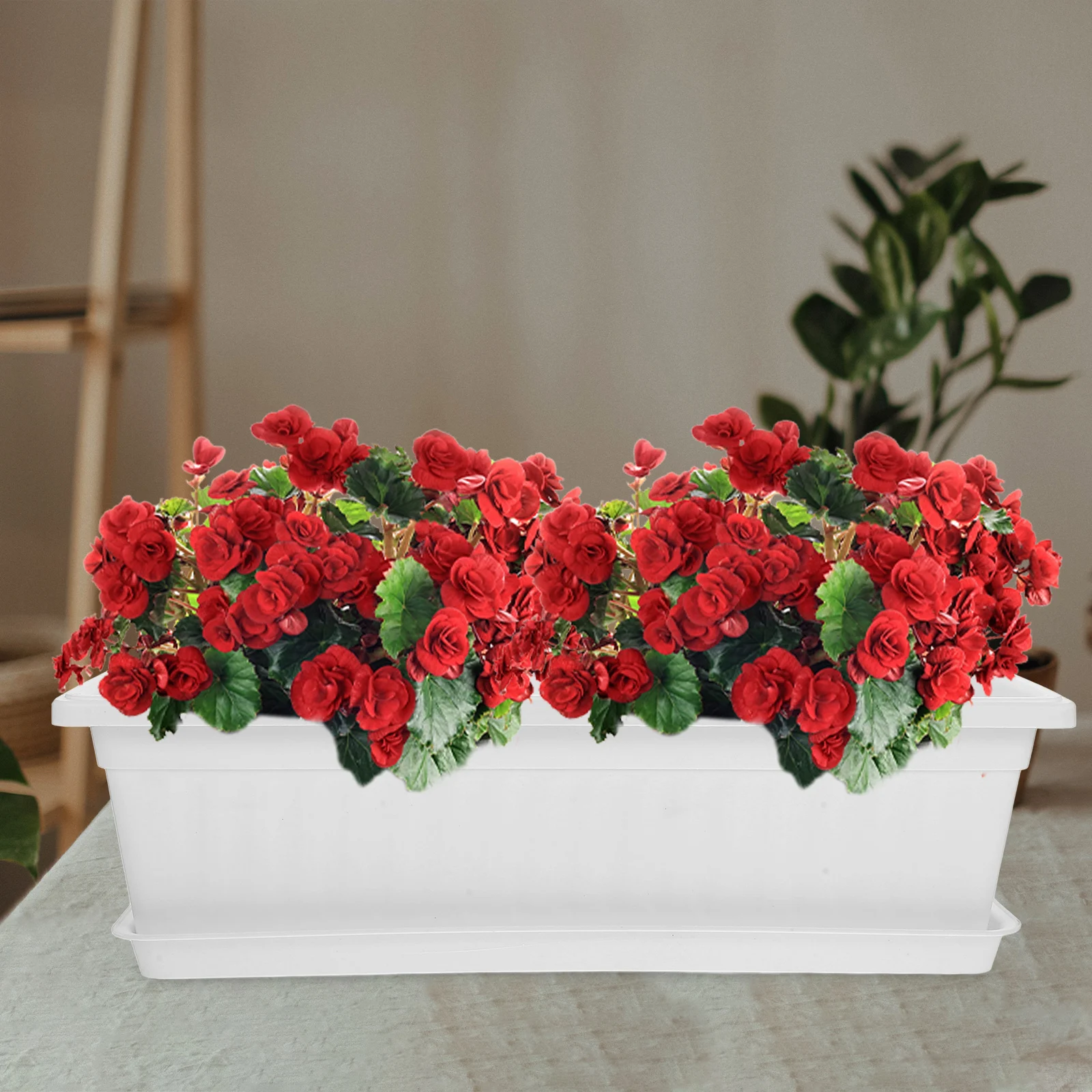 

Planting Cauliflower Pots Garden Plastic Orchid Gardening Indoor Planters Nursery
