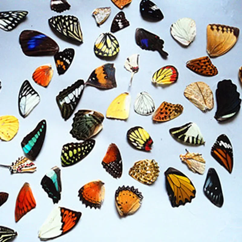 

Real Butterfly Wing Specimen, DIY Handmade Student Teaching, Creative Stickers, Mixed Size Packaging, 200Pcs