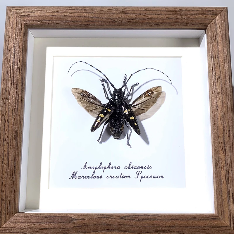 Real Insects Specimen Photo Frame Decorative Painting Real Beetles Young Children Science Family Ornaments Crafts Special Gifts