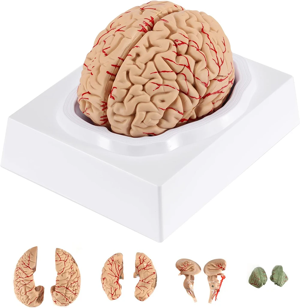 Human Brain Models for Teaching Neuroscience with Vessel Life Size Anatomy Models for Learning Science Display Medical Models