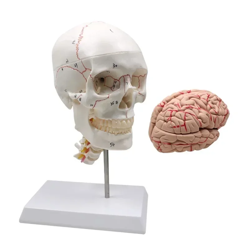 

GREATLH Life Size Detachable Human Skull Model with Cervical Vertebrae Spine with Nerves Skeleton Model