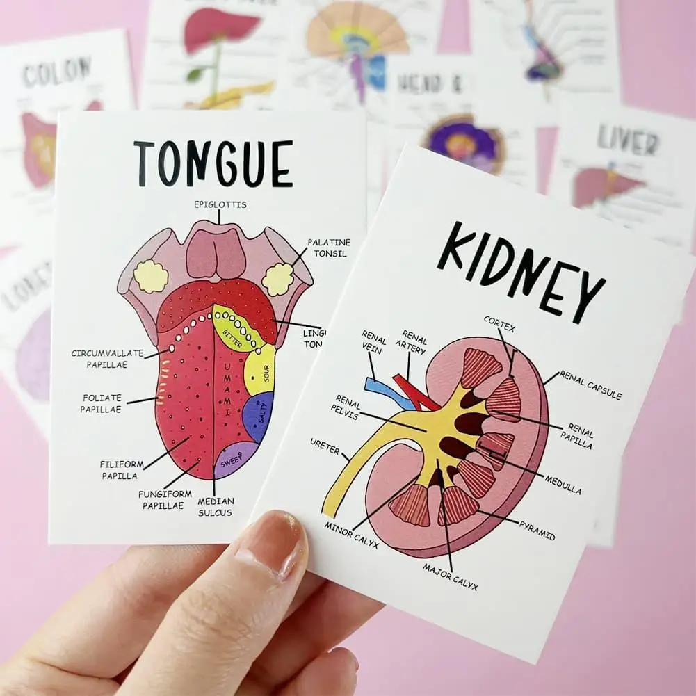 30Pcs Human Organ Anatomy Flash Cards, Color Coded Illustrated Pocket Study Cards for Homeschool Educational Flashcard Accessory