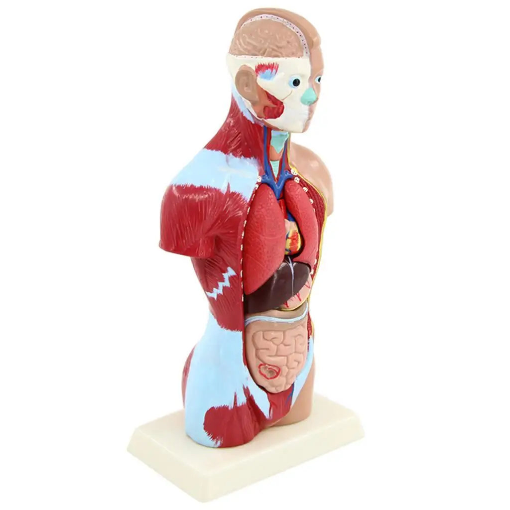 Human Torso Body Anatomy Model Skeleton Visceral Brain Nursing Toy