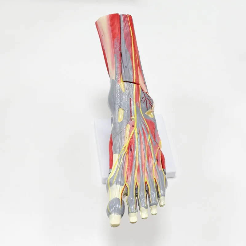 Anatomical medicine teaching tool attached to the main blood vessels and nerves of the foot muscles