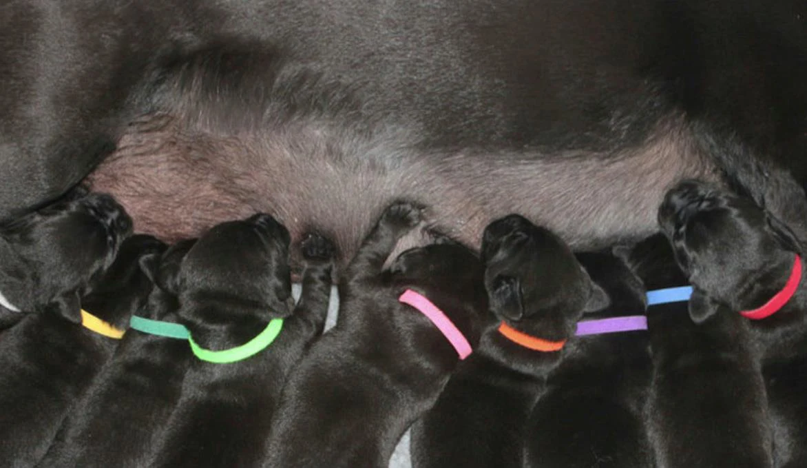12 Teile/satz Welpen Neugeborene Haustiere Identifizieren Halsbänder Einstellbare Nylon Kleine Haustier Hund Kragen Kätzchen Halskette Whelping Welpen Halsbänder – Detail 17