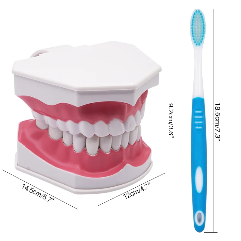 

1pc Large Dental Teaching Tooth Model Oral Education Supplies for Children's Brushing Durable Demonstration and Practice