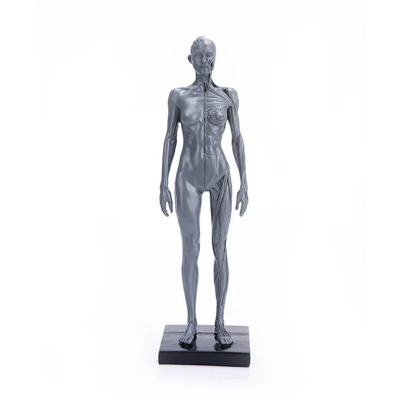 

Resin Skull Sketch Human Muscle Model Anatomy Teaching Mold