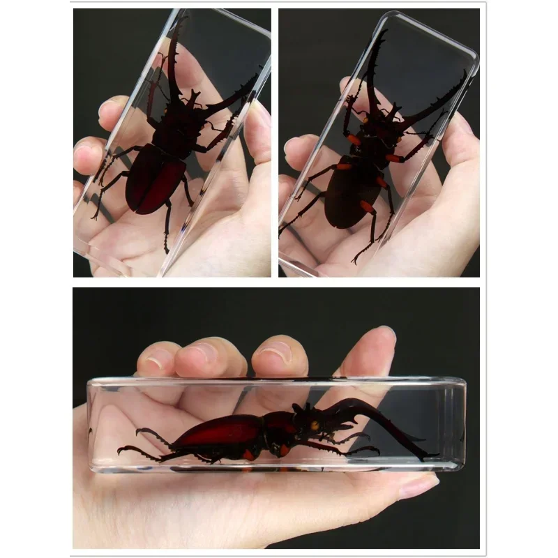 

Real Insect Specimen Animal Amber Resin Ornament Beetle Centipede Scorpion Spider Mantis Decoration Crafts Figurines Miniatures