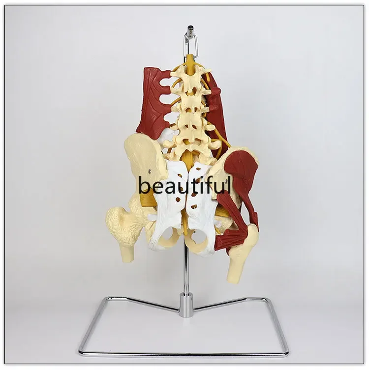 1:1 Life Size Anatomy Lumbar Vertebrae Vital Muscles Pelvic Muscle Model Spine Skeleton Protrusion  Intervertebral Disc