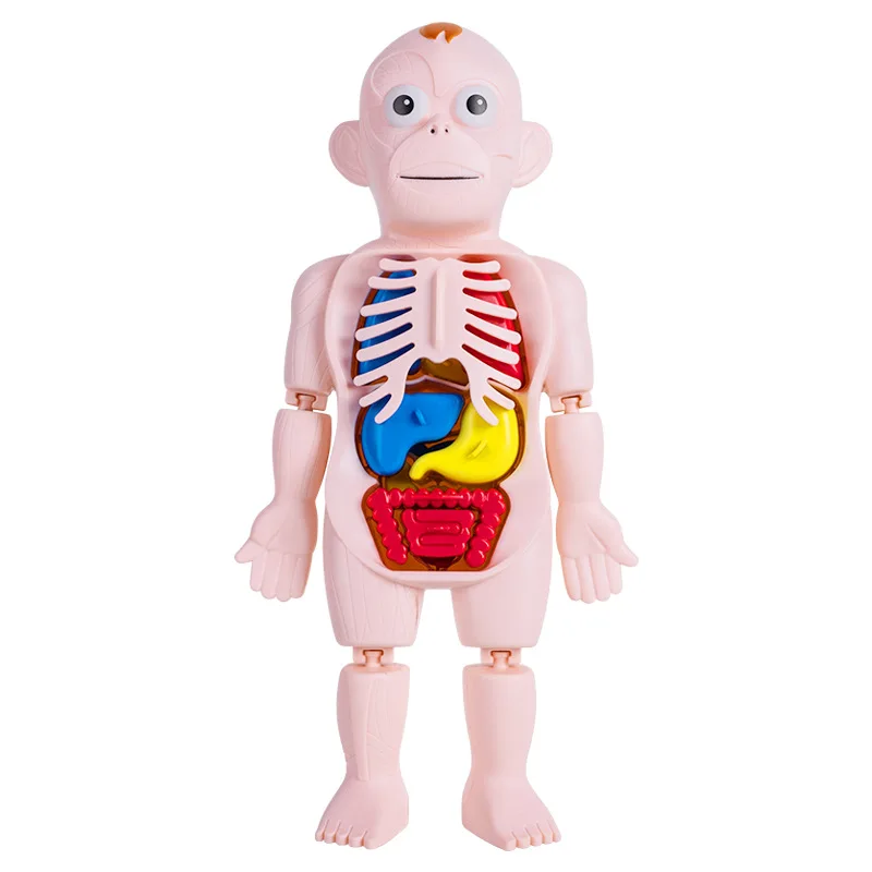 Modelo de Ornamentos de Órgãos Humanos Infantis, Montagem DIY, STEAM Medical, Educação Infantil, Modelo Cognitivo, Brinquedos Educativos