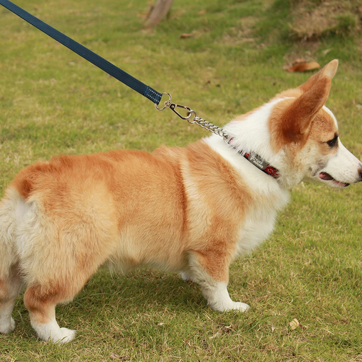 

10Pcs Metal Dog Tag Clips Durable Buckles for Pets Easy Collar Change Jumping Dog Rope Clip Pet Rope Clip Pet Tag Clips