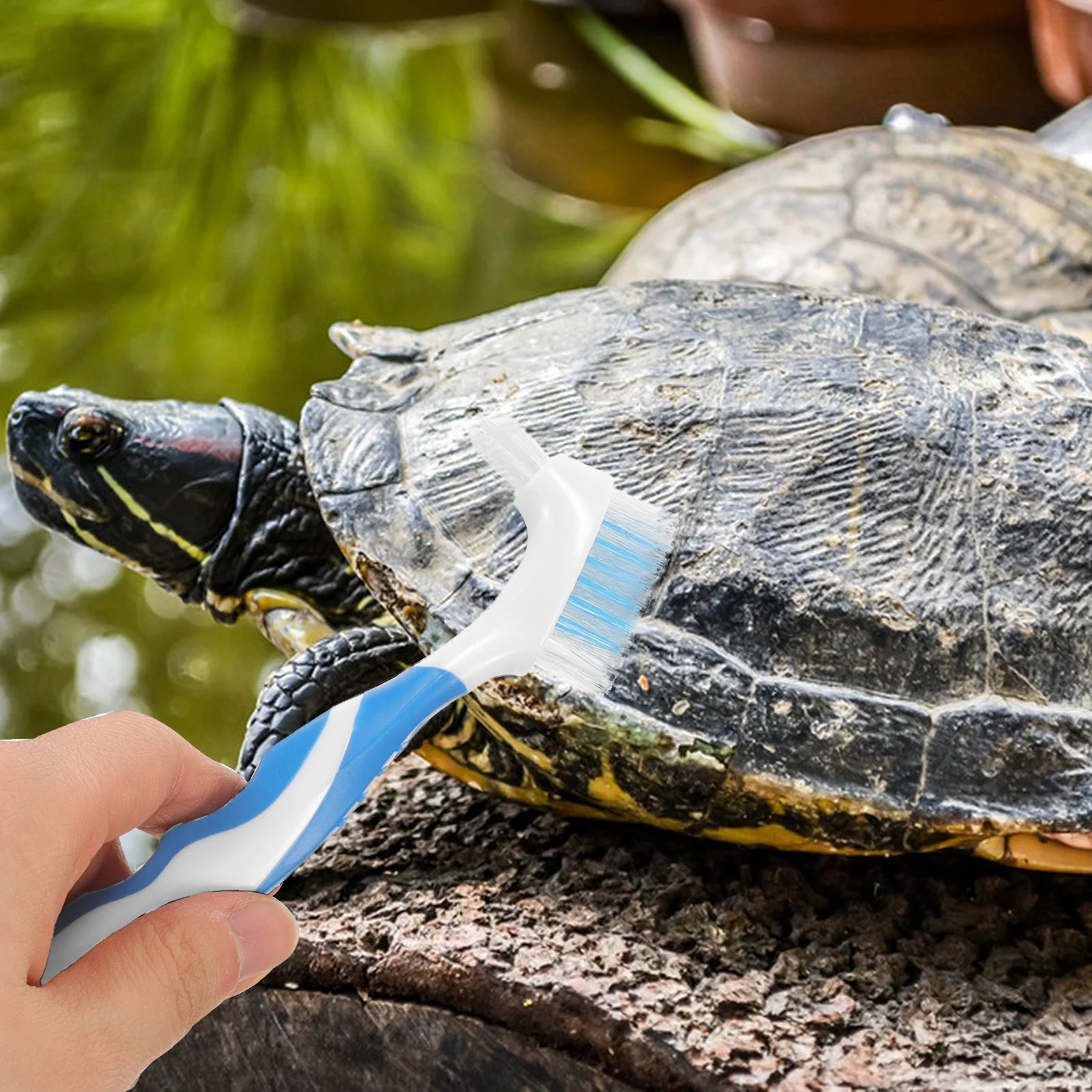 2Pcs Double-Side Tortoise Shell Cleaning Brush Strong Power Mud Dirt Remover Lightweight Compact Design for Aquarium Pets and