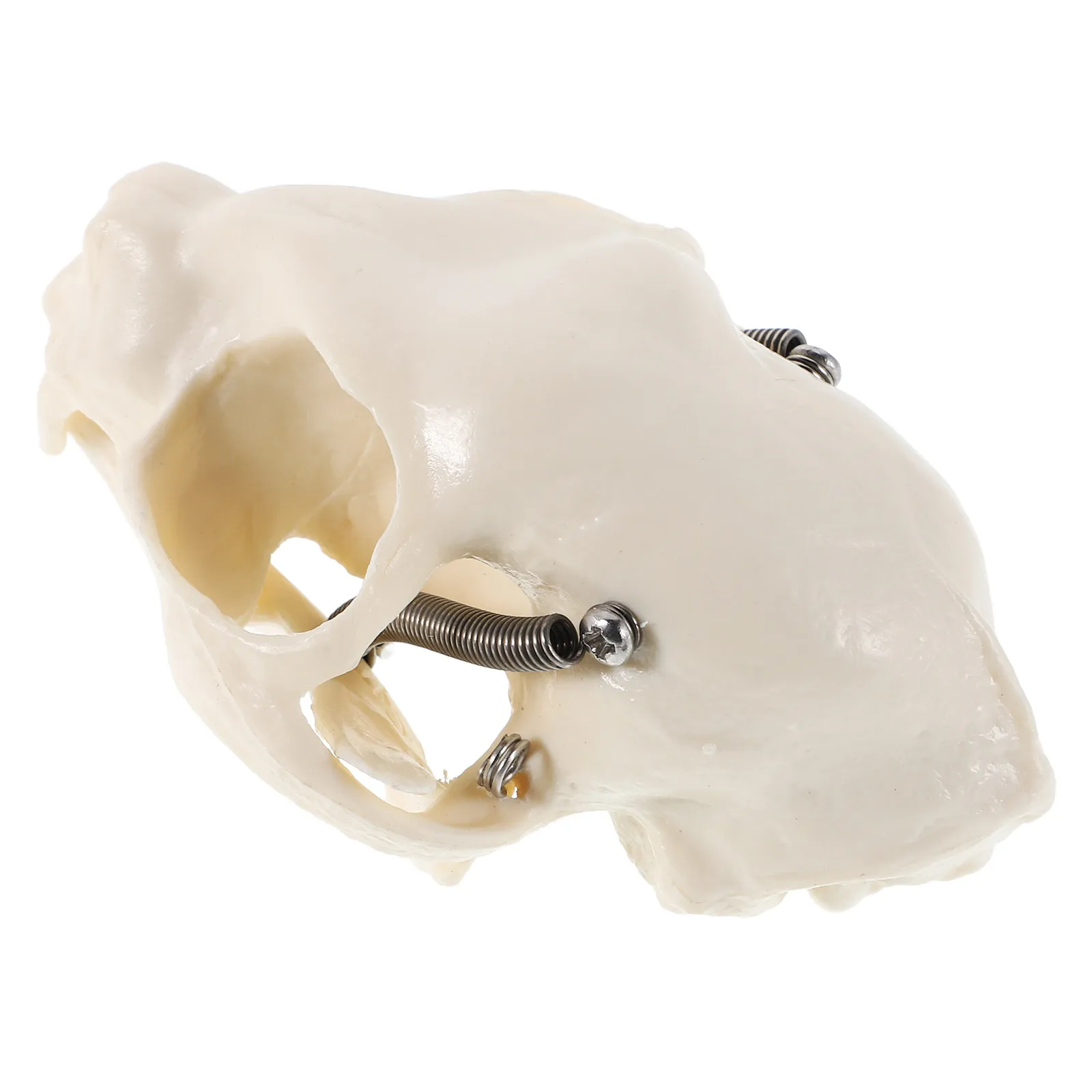 

Cat Skull Anatomical Display Precise Educational Scientific Teaching Reference for Art Classroom Halloween Decor