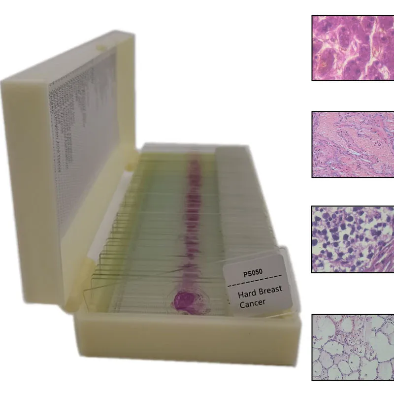 Microscopio de patología humana de 50 uds, conjunto de diapositivas preparado para enseñanza educativa