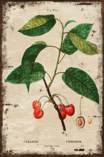 Red Cherry Botanical Fruit Illustration, Aged Look Vintage Style Metal Sign