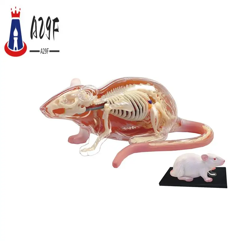 

A29F-29 Запчасти Белая Мышь 4D Мастер Анатомическая Модель Животного Съемные Органи Тело Наука Обучающие Игрушки DIY Подарок