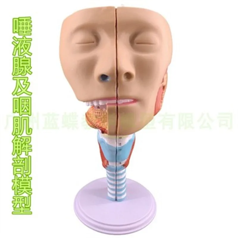 Pharyngeal Muscle Model Larynx Anatomy Model Throat Model Mouth and Nose Model Glossy Muscle Anatomy Head Model