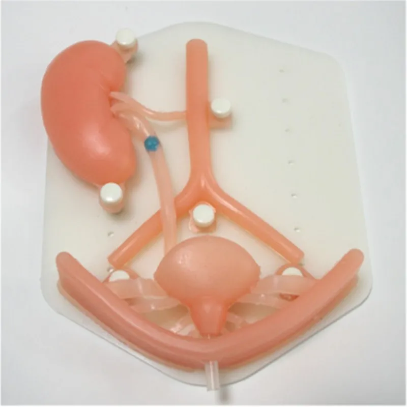 

Urology laparoscopic simulation training module urinary system silicone organs