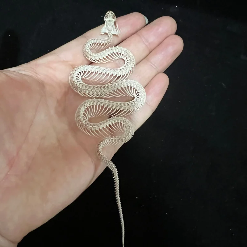 

1 PC Animal Taxidermy Real Snake Skeleton Skull Animal Specimens collection teaching model Gifts