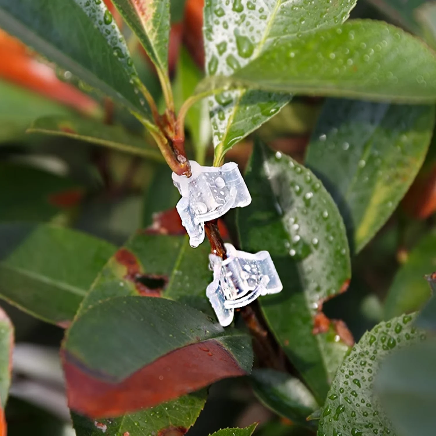 100 Pcs Plant Vine … - image