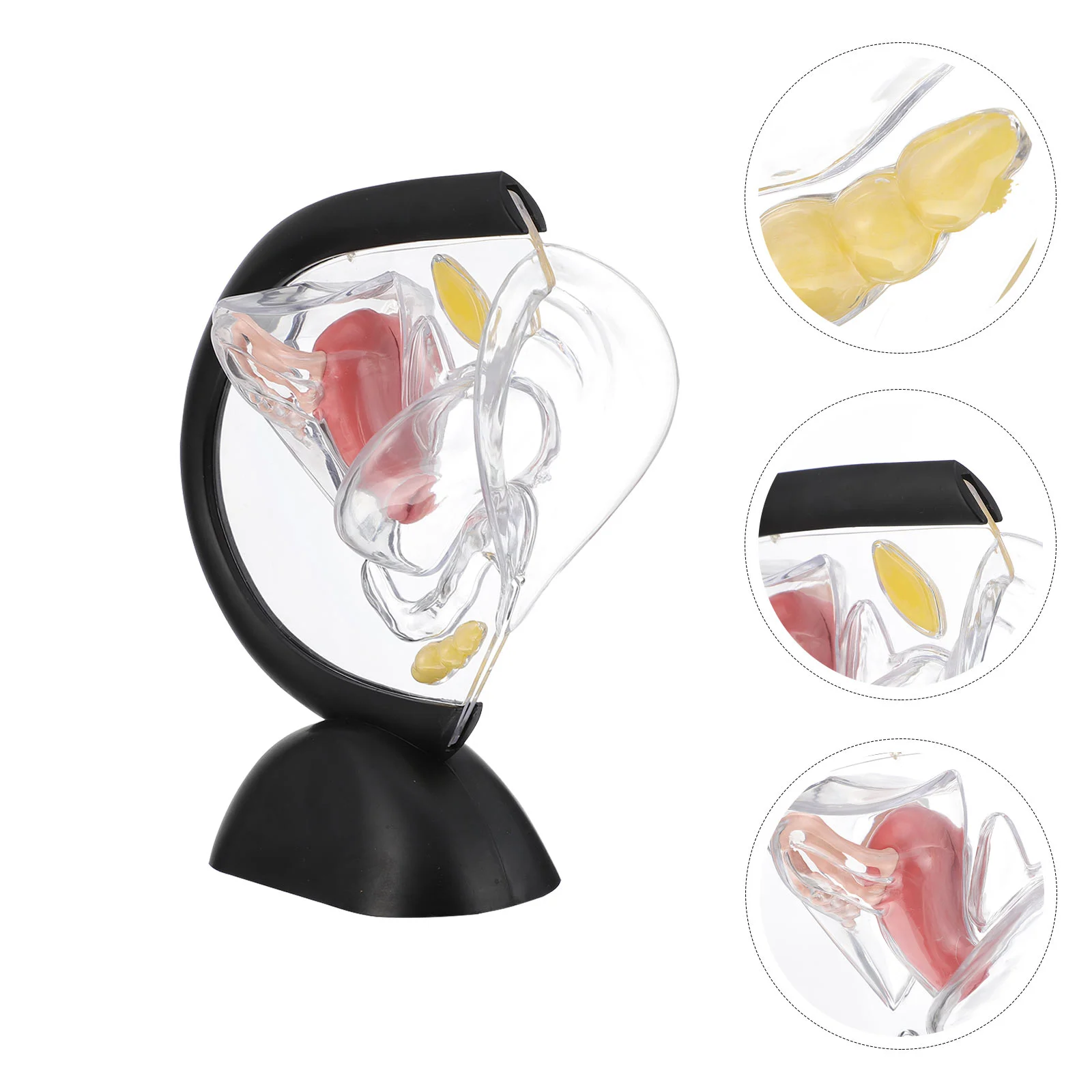 Transparent Model Female Reproductive Organ Models Tool Teaching Supply Pvc Structure Nurse