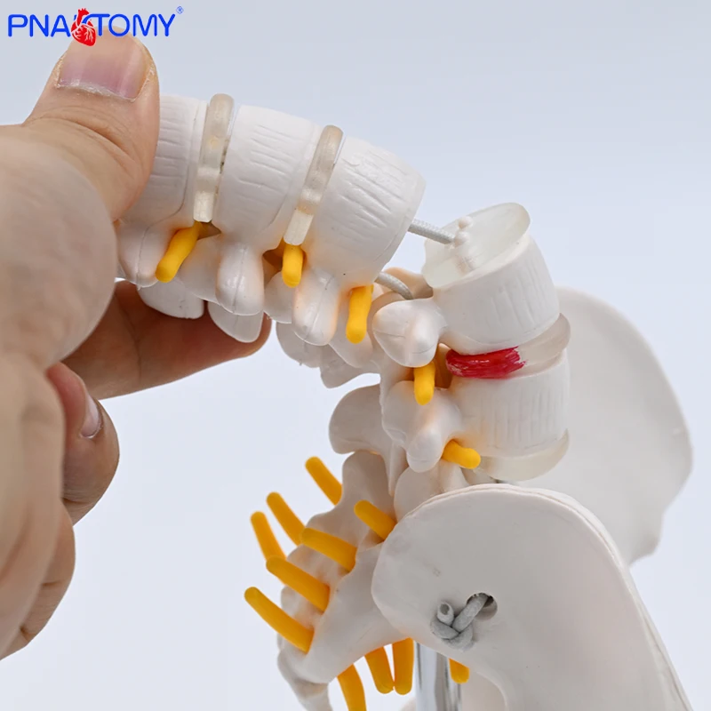 Mini Human Movable Pelvic Model, Lumbar Spine, Postpartum Repair of Pelvic Joints, Medical skeleton Pelvis Bone Anatomy