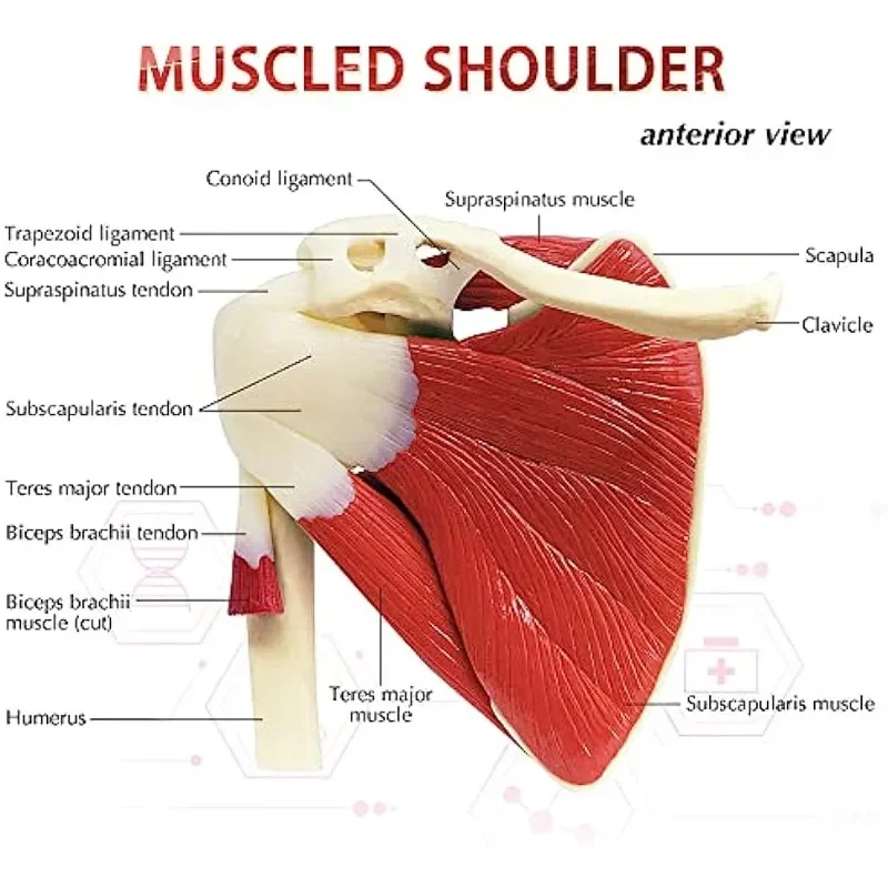 Life-sized Anatomy Human Muscled Shoulder Blade Girdle Scapula Clavicle Model Skeleton Joint Ligament Medical Teaching Equipment