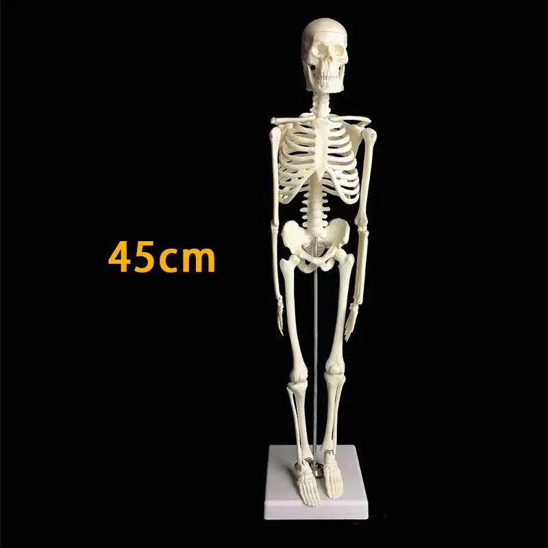 45CM Removable Anatomical Anatomy Human Skeleton Model Medical Learn Aid Wholesale Retail Halloween Esqueleto Mannequin Tools