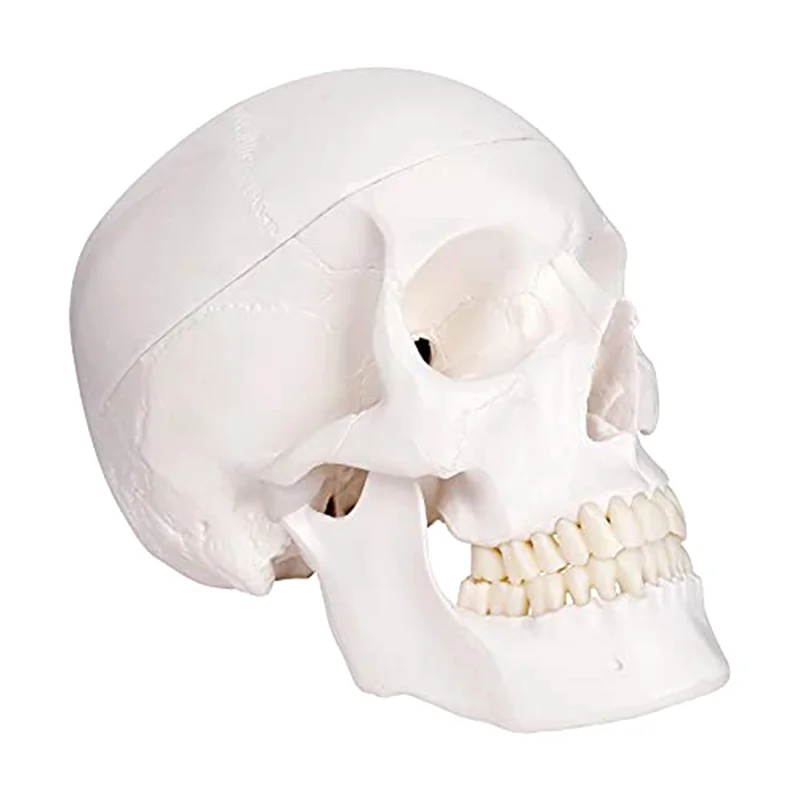 sb-modelo-de-escaneo-humano-modelo-anatomico-de-anatomia-de-tamano-natural-para-adultos-con-tapa-de-escaneo-extraible-y-mandibula-articulada