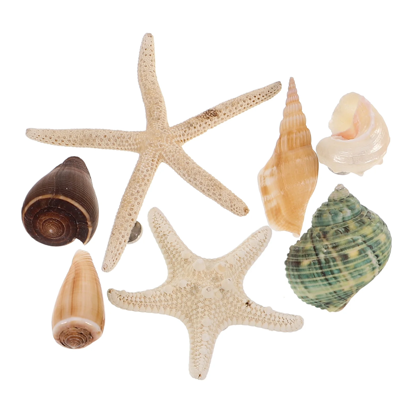 

7 PCS Shell Magnets Fridge Calendar Ocean Adults Magnetic Sticker Refrigerator Decal for Home Picture