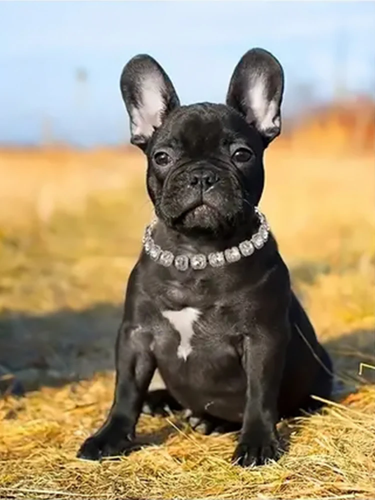 Jewelry Gold Dog Chain Collars Luxury Bling Shining Diamond Pet Chains Collar for Dog Cat Puppy Pets Accessory