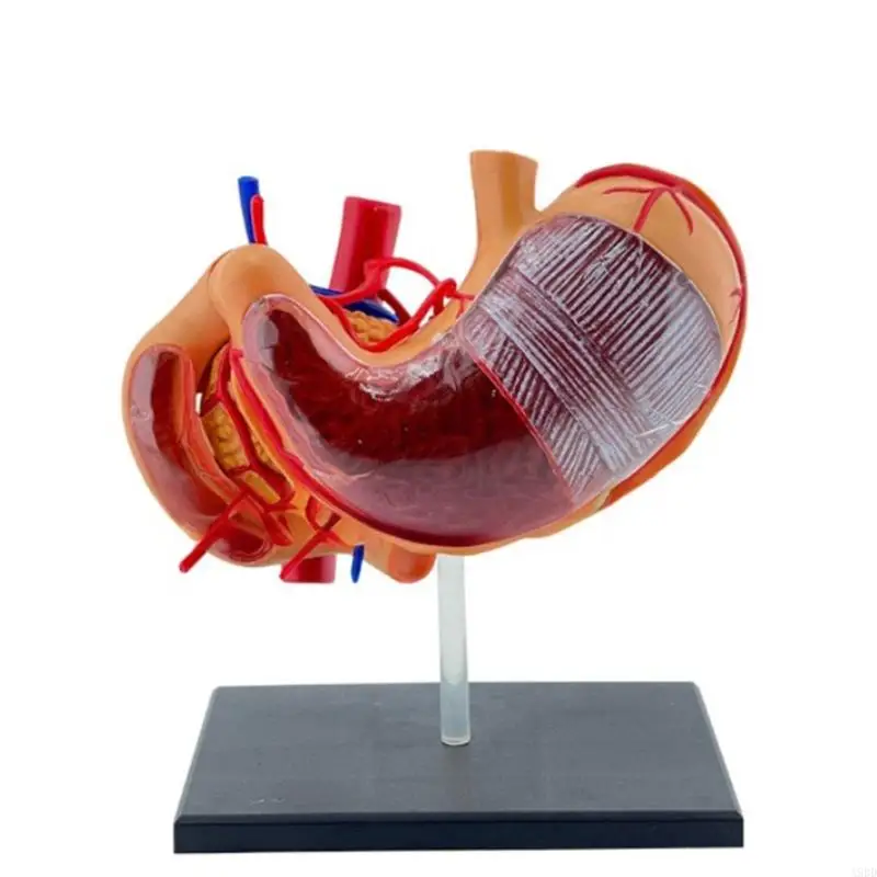 A9BD Interactive 4D Stomach Anatomy Model for Medicals Students Healthcare Professionals PVC 4D Stomach Anatomy Science Model