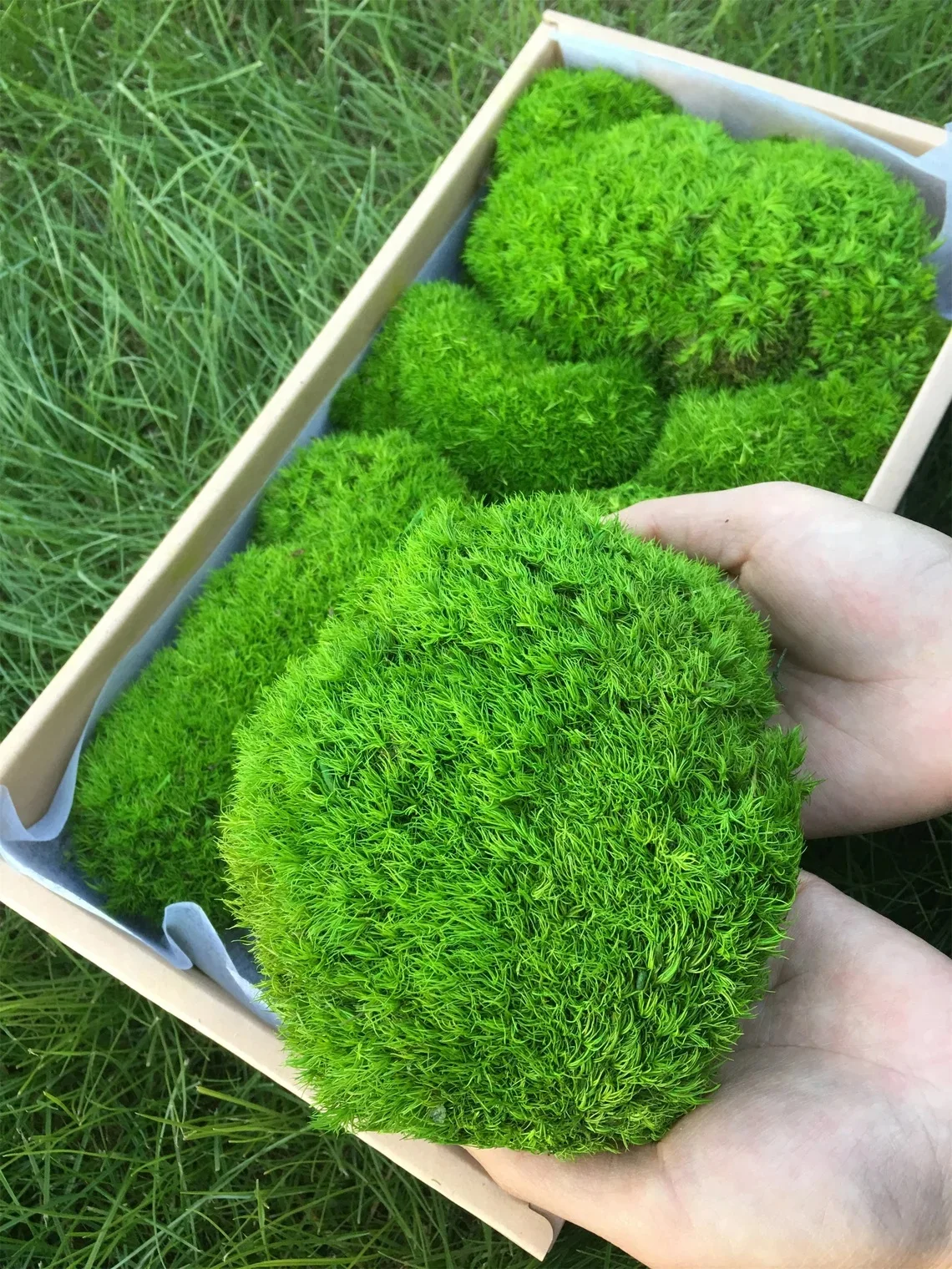 Mini Landscape Fake Grass Crafts Artificial Green Plants Eternal Life Moss Grass Home DIY Living Room Garden Decor    20/40/80g