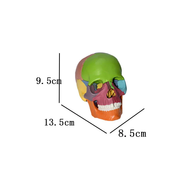 High Quality Human Skeleton Model Detachable 15parts 1/2 Small Skull Color Human Anatomy Model